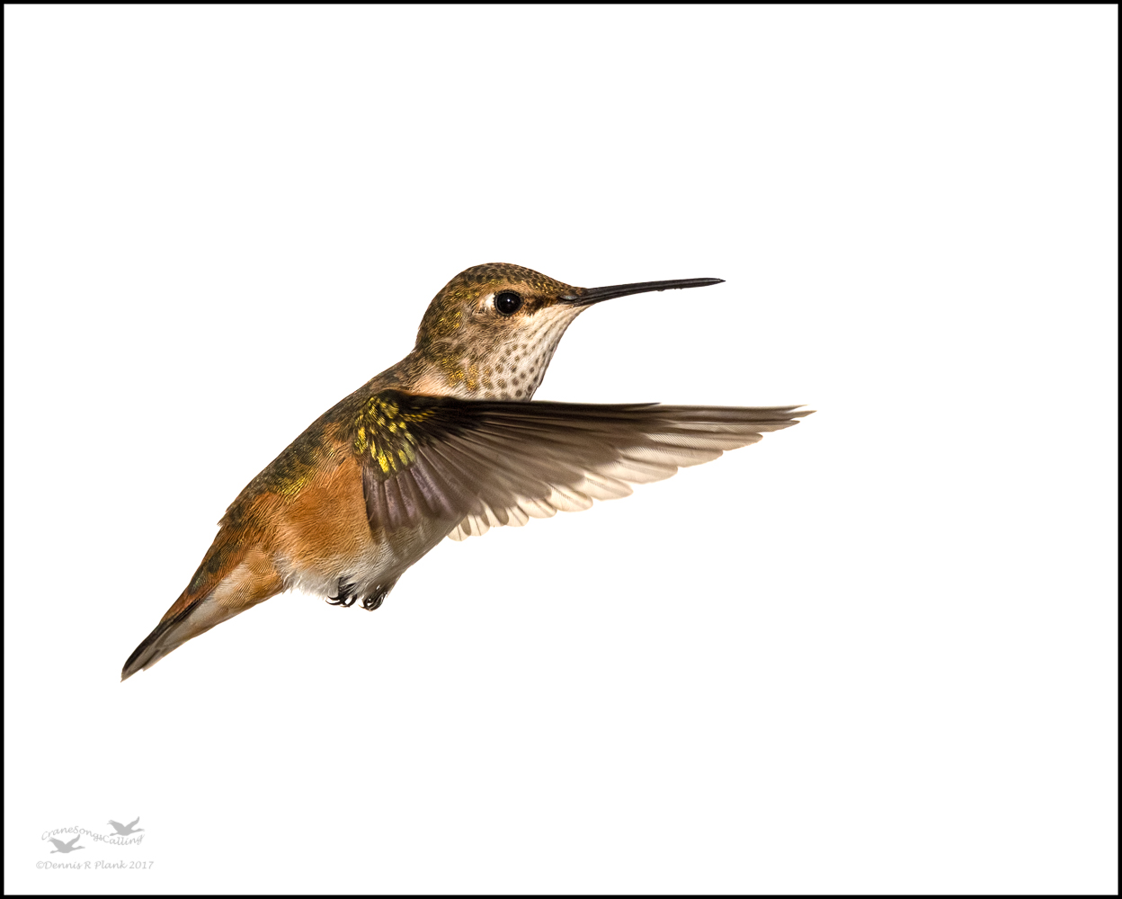 Rufous Hummingbird