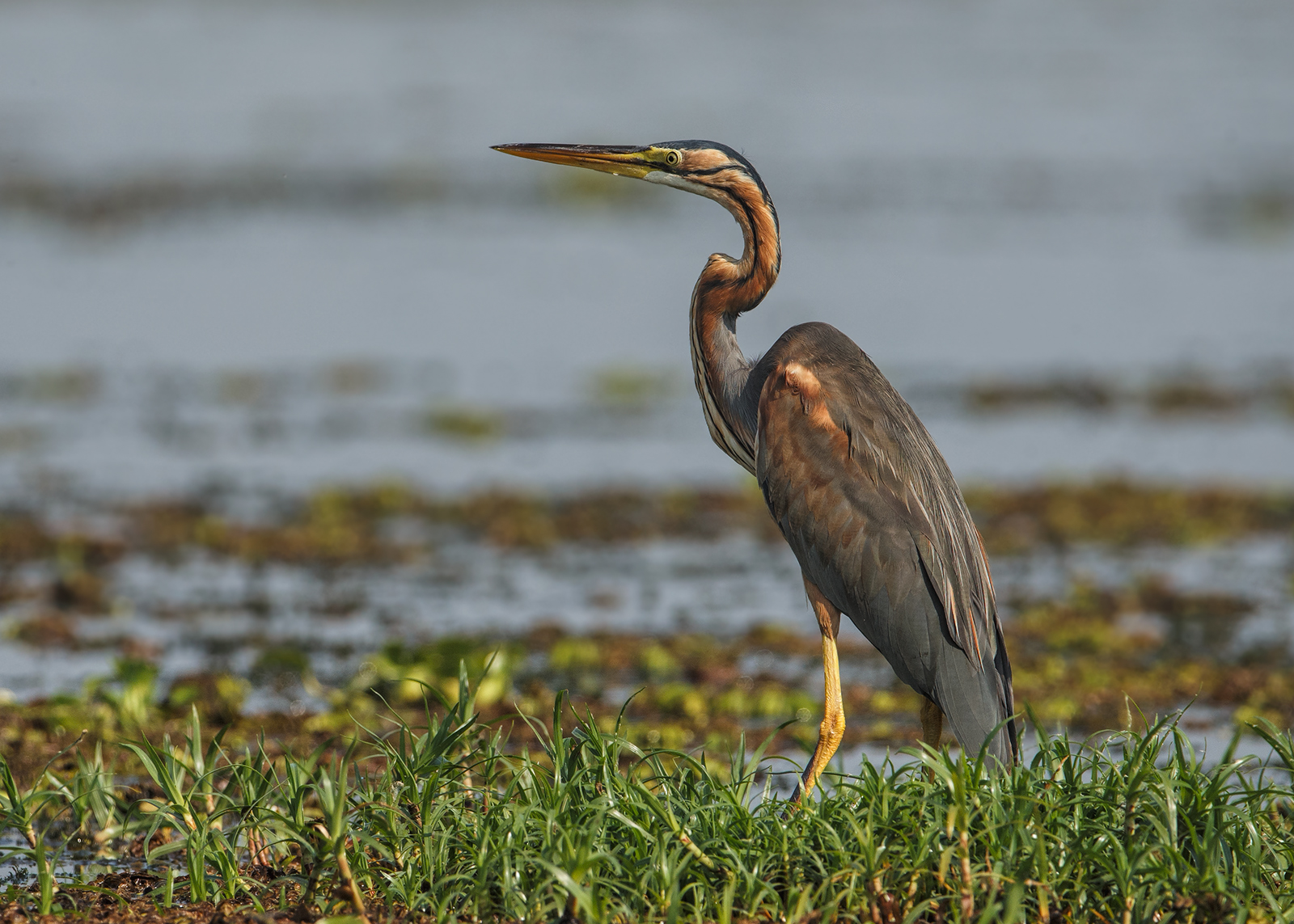Purple Heron