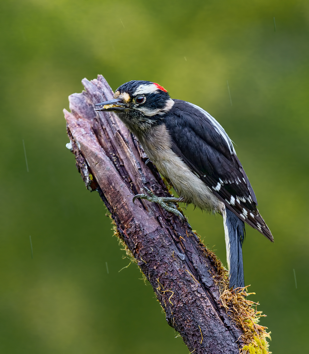 Downy Woodpecker