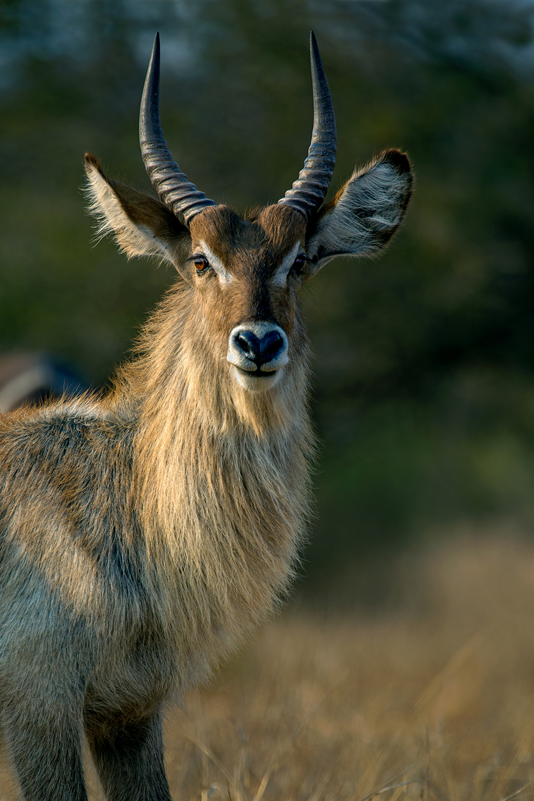 Waterbuck II