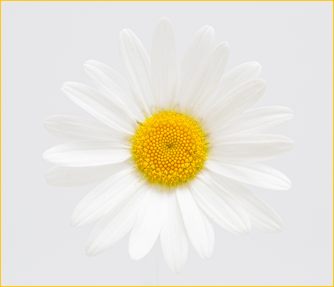 Oxeye Daisy