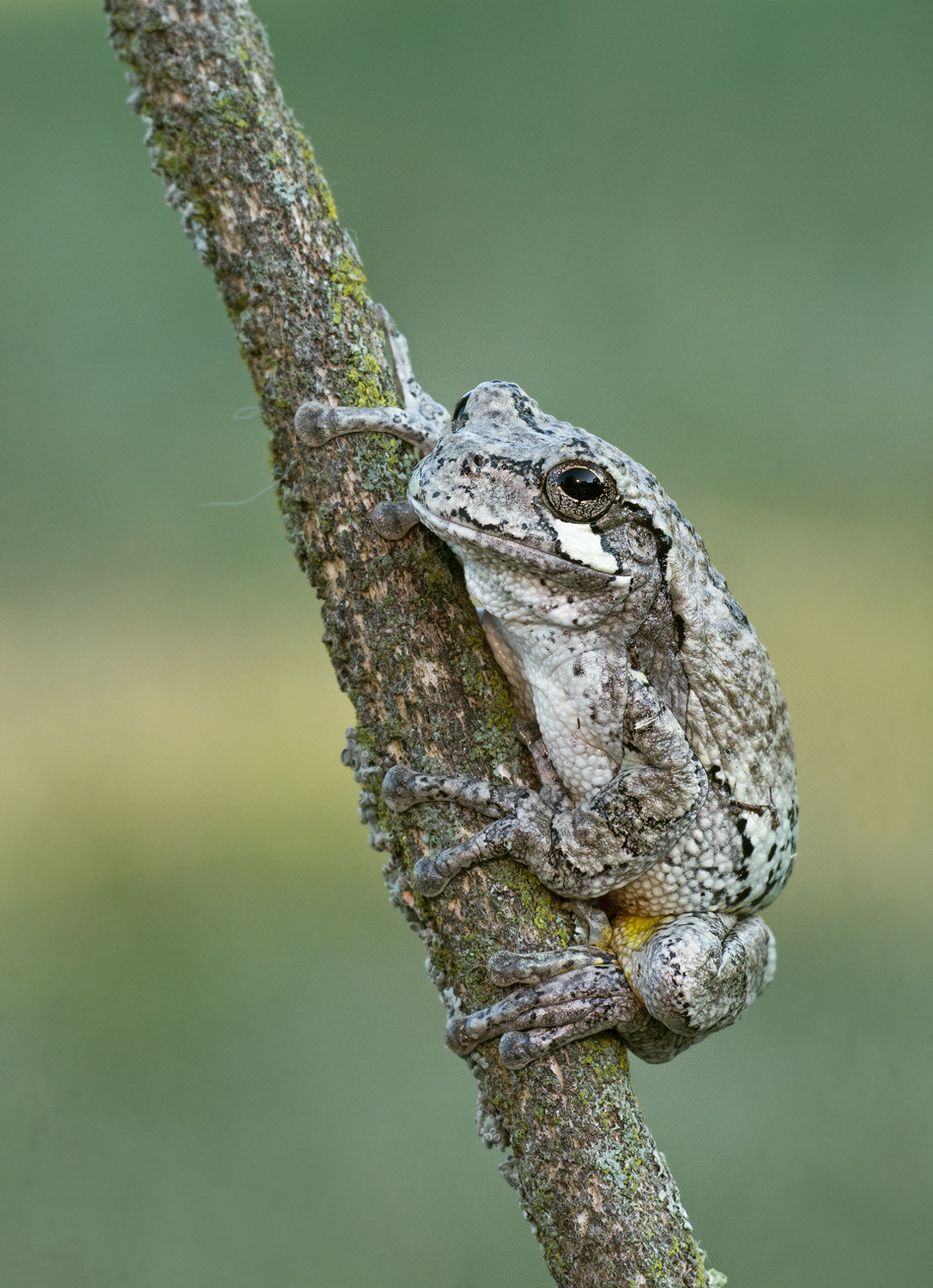 Gray Tree Frog