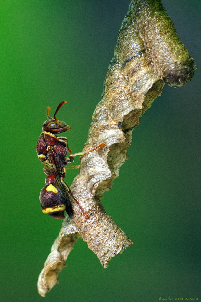 Paper Wasp