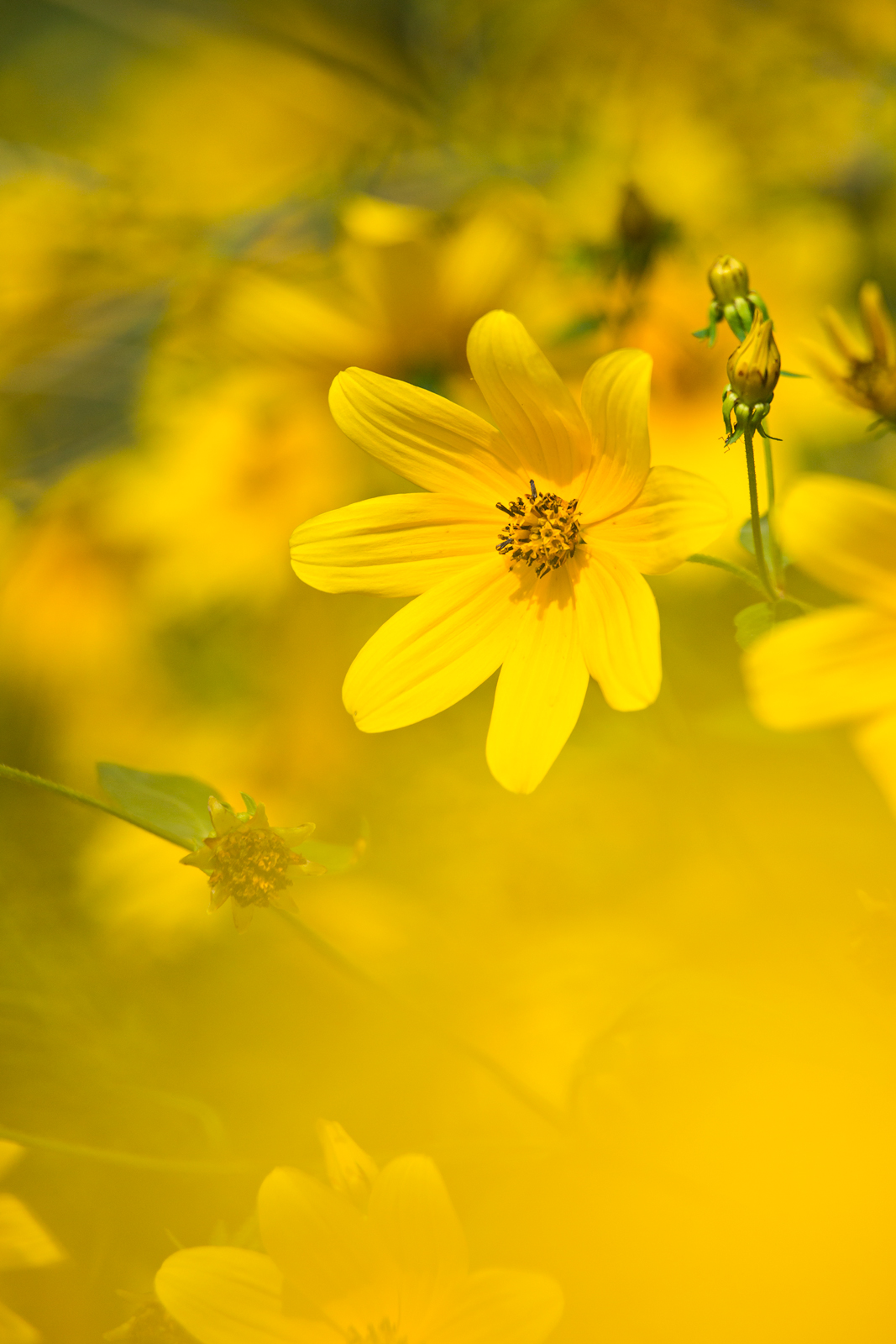 Buttercup Blur