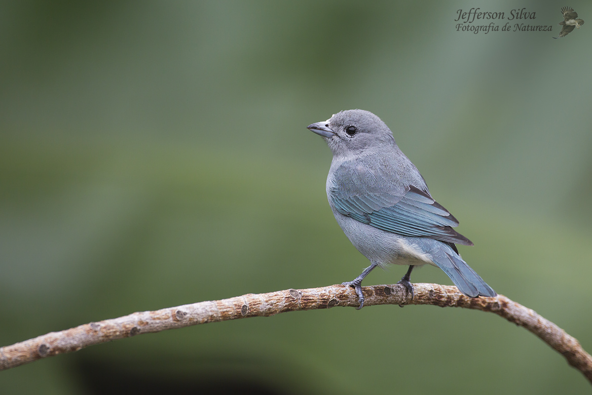 Sayaca Tanager