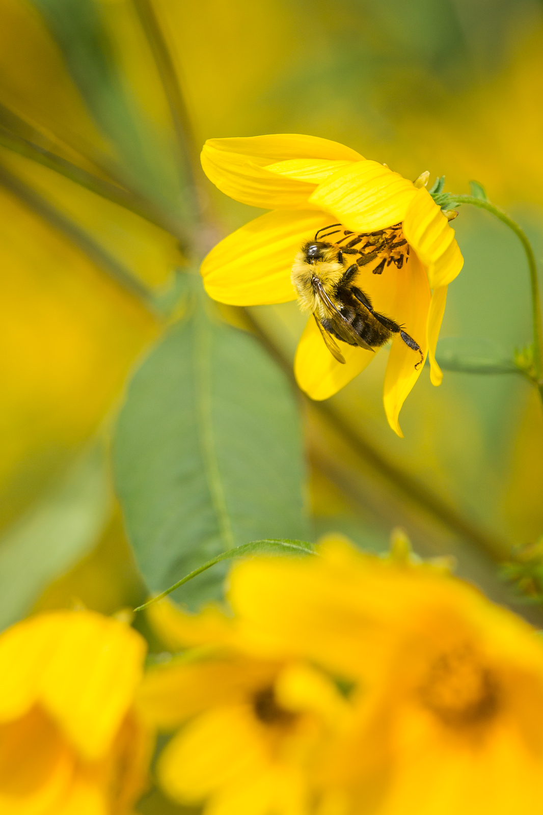 Gathering Pollen