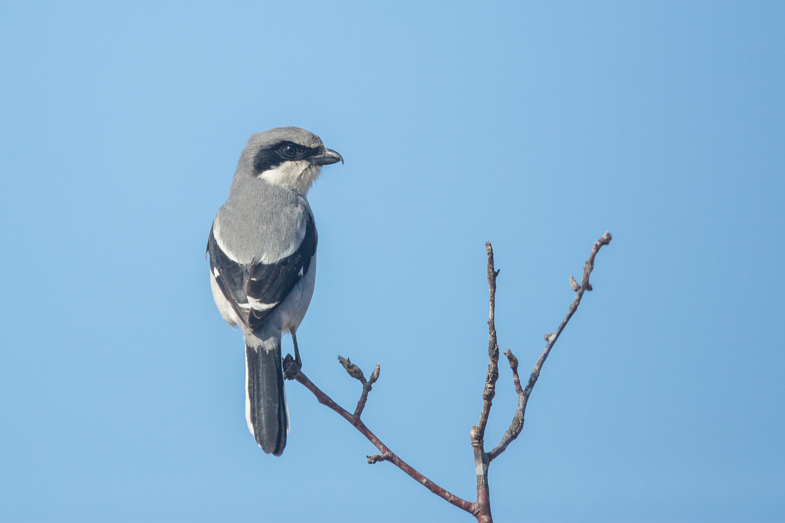 Loggerhead Shrike