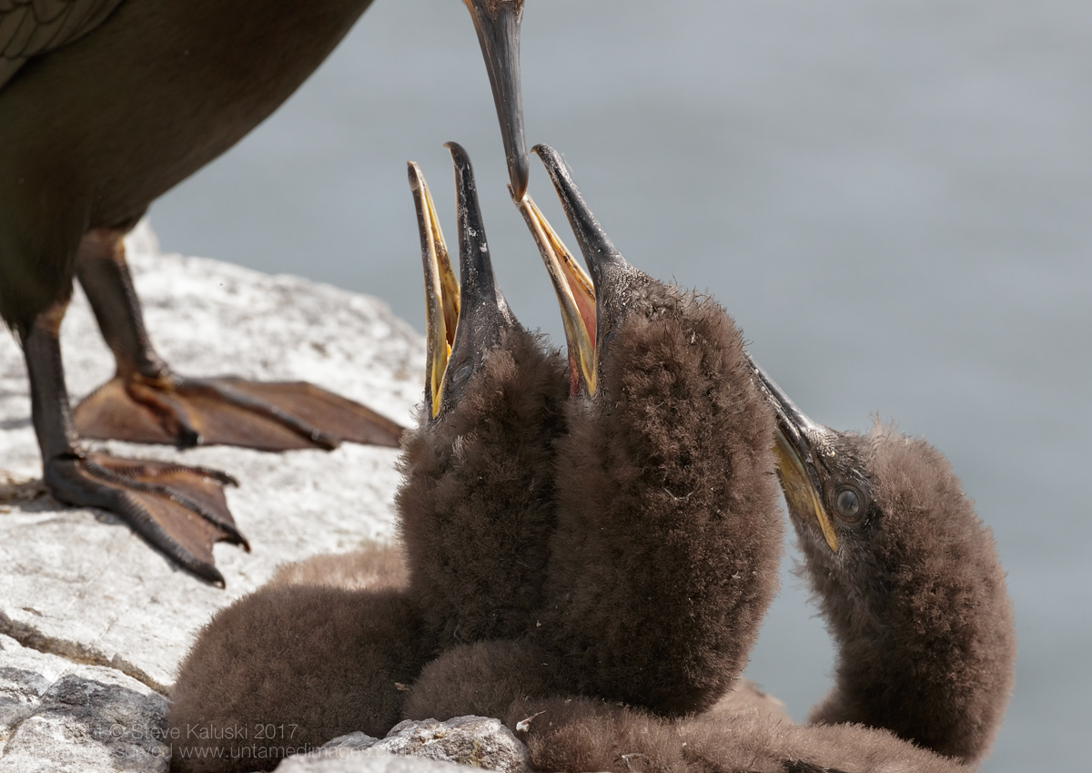 Feeding time