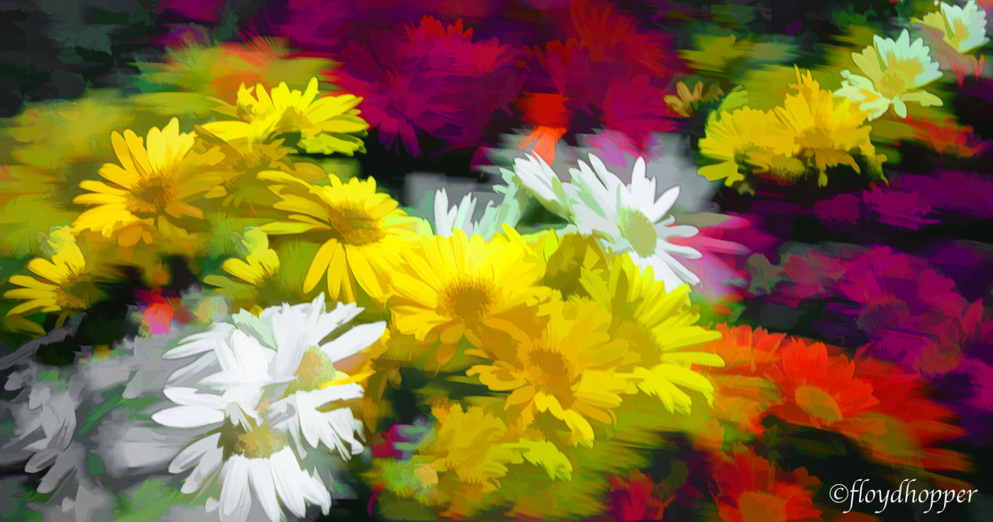 Daisy Montage