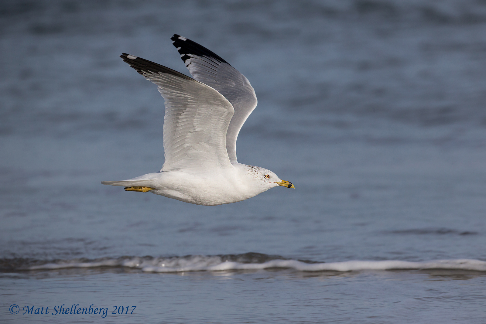 Ring-billed Gull