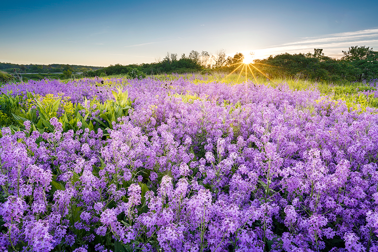 Wildflowers Revisit