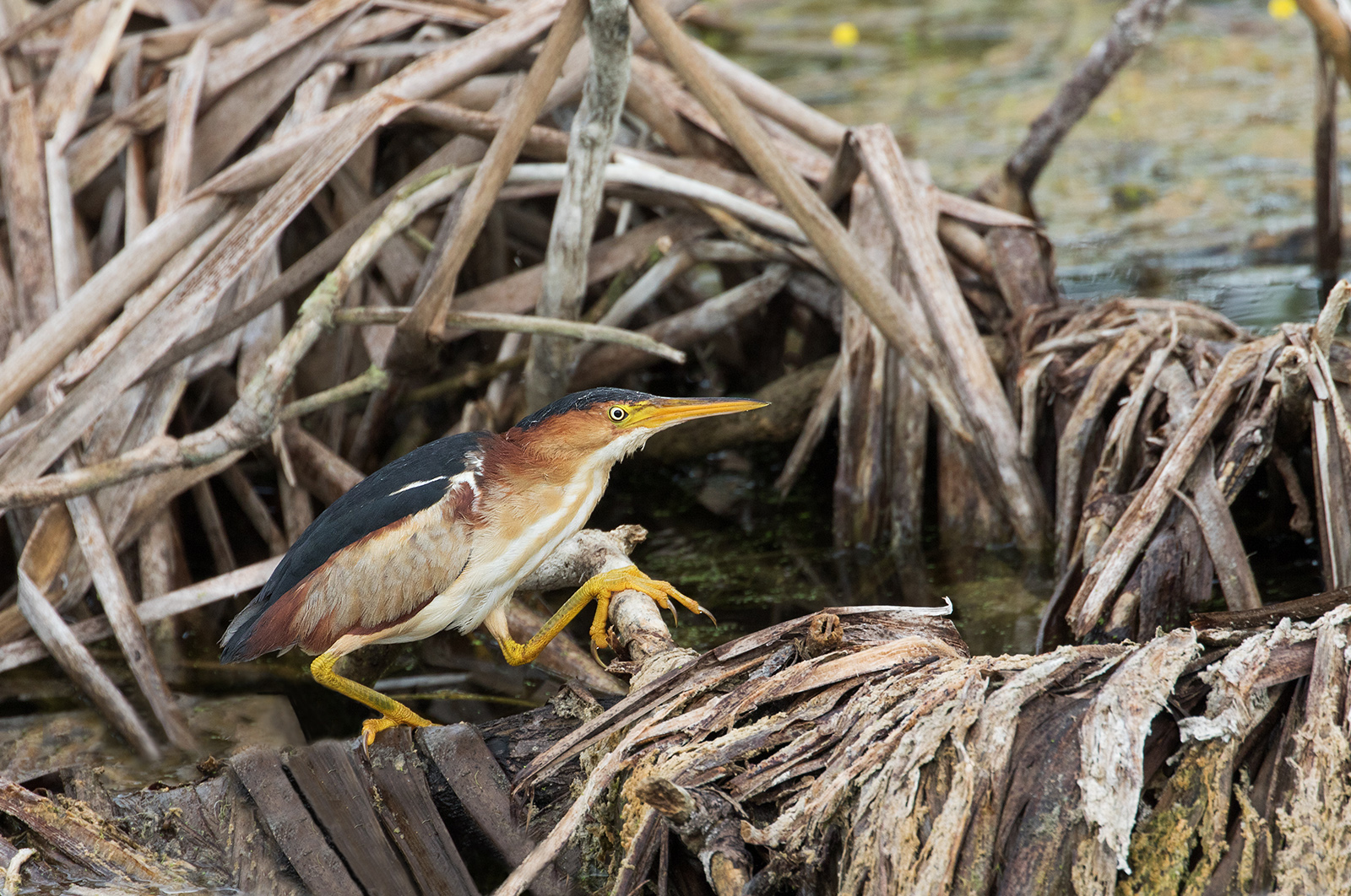 Least Bittern