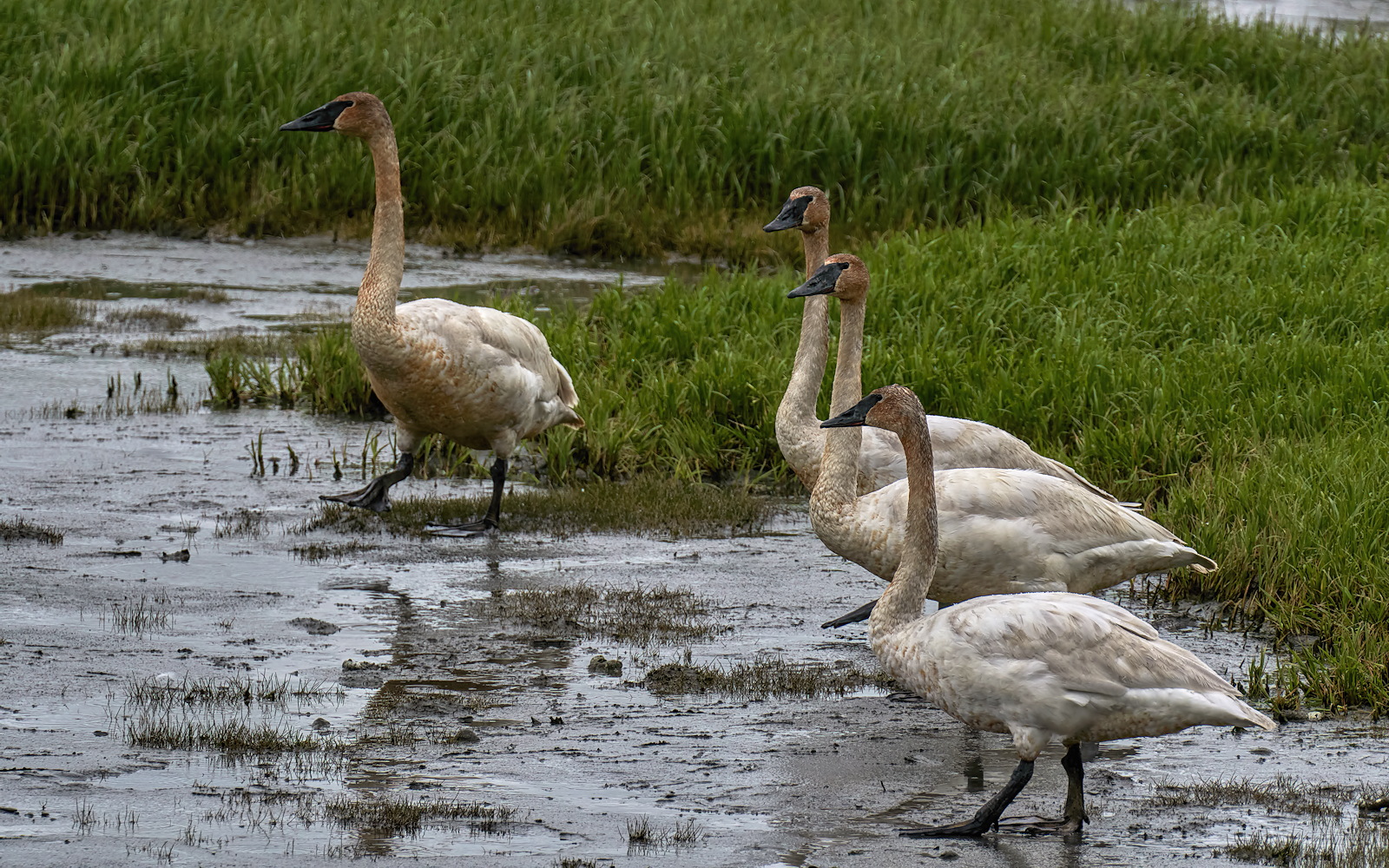 Srgt Swan & the Troops