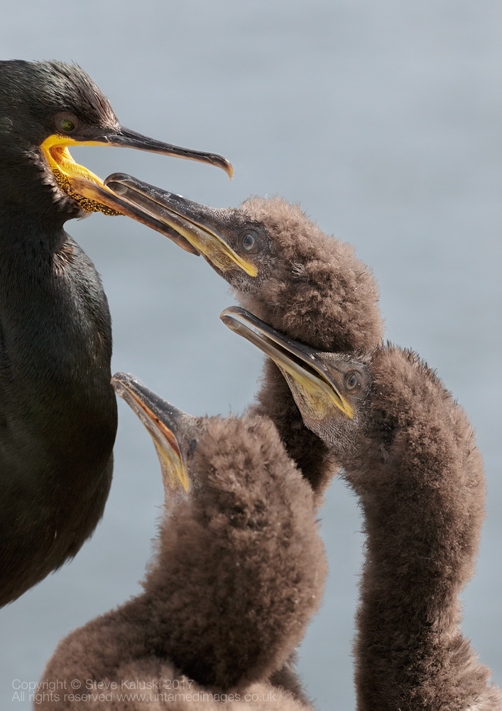 Shag chicks feeding