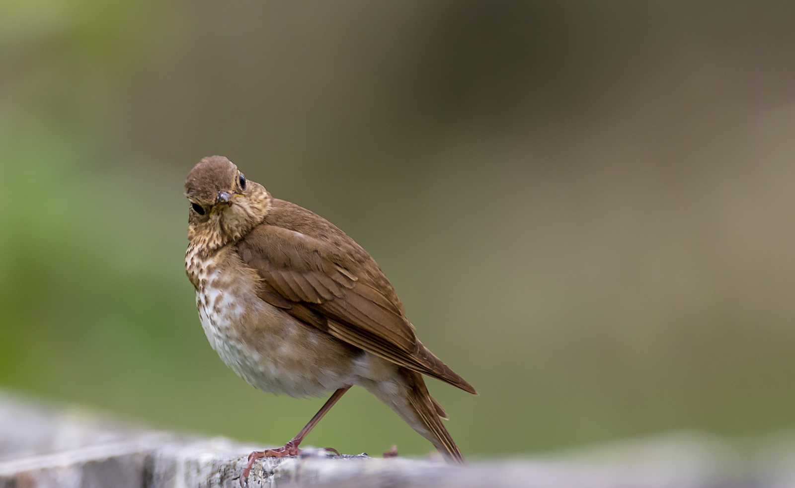 Swainson's Thrush