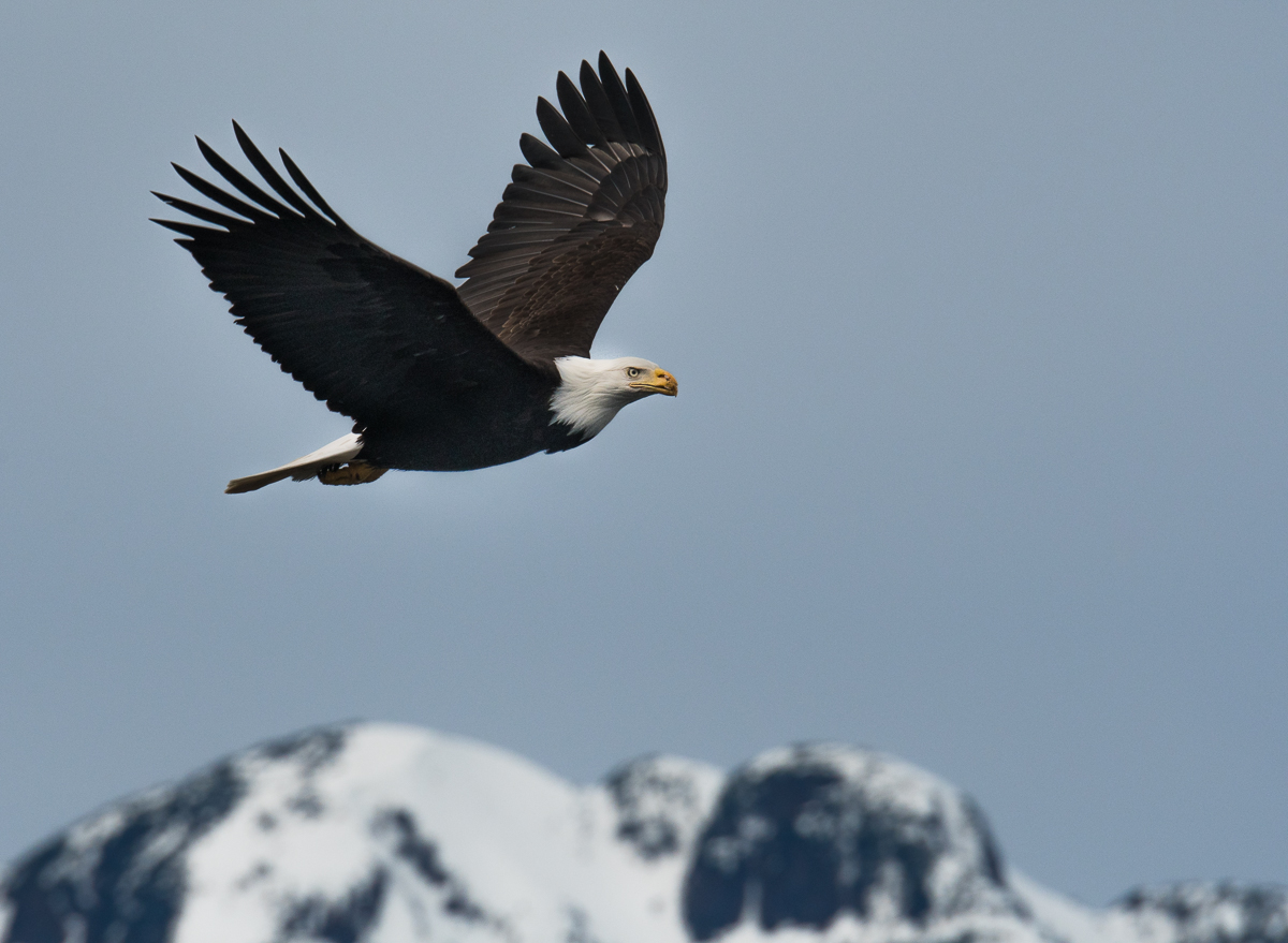 Eagle Fly By + Repost