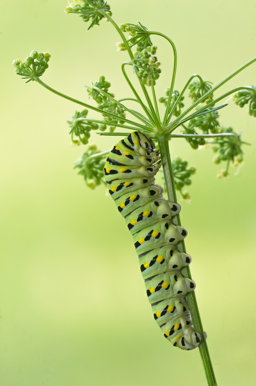 Parsley Muncher