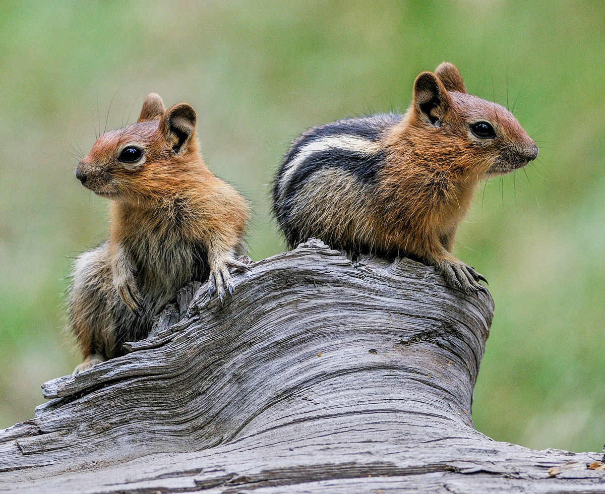 Young Ground Squirrels
