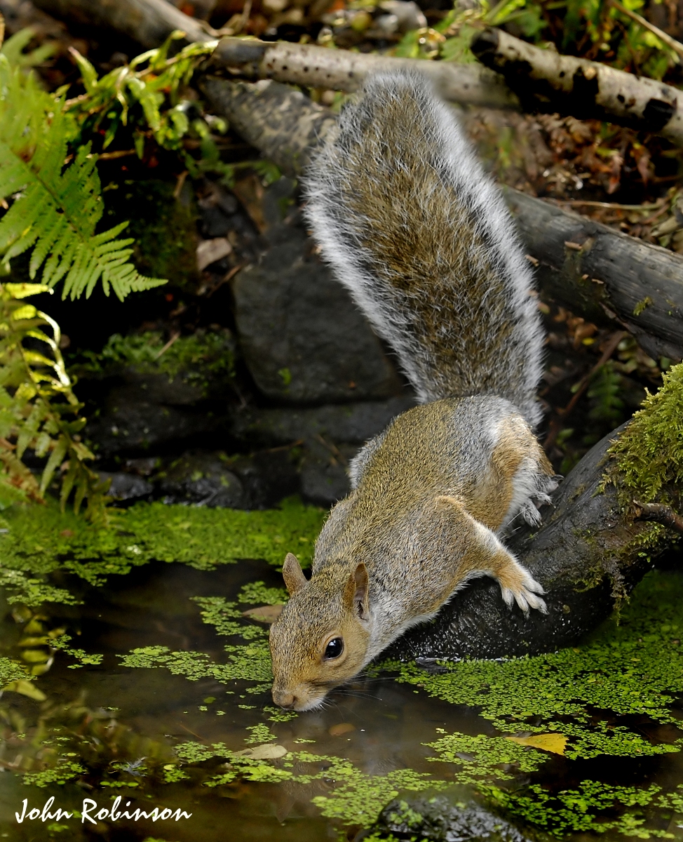 Grey Squirrel