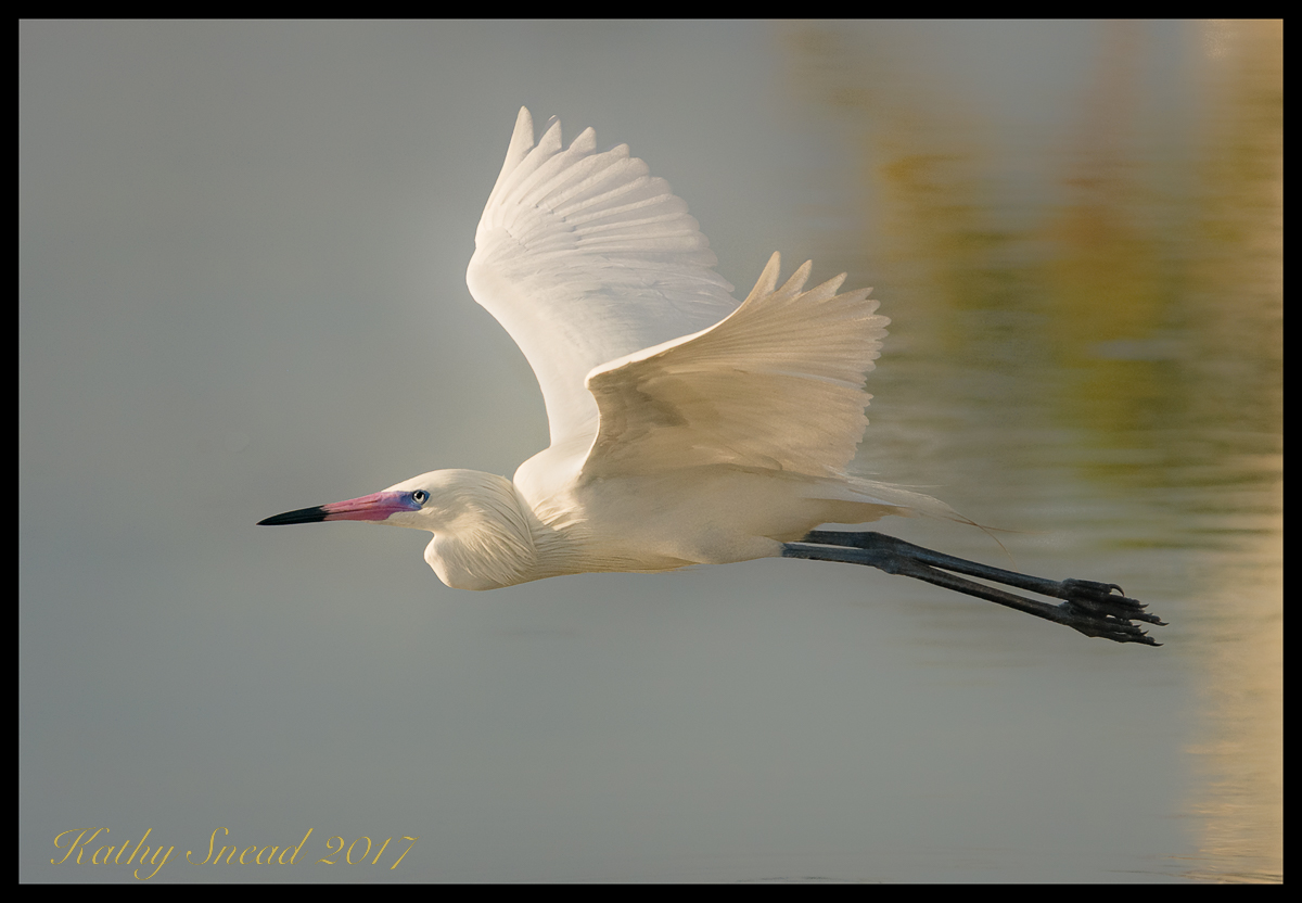 R Egret W Morph