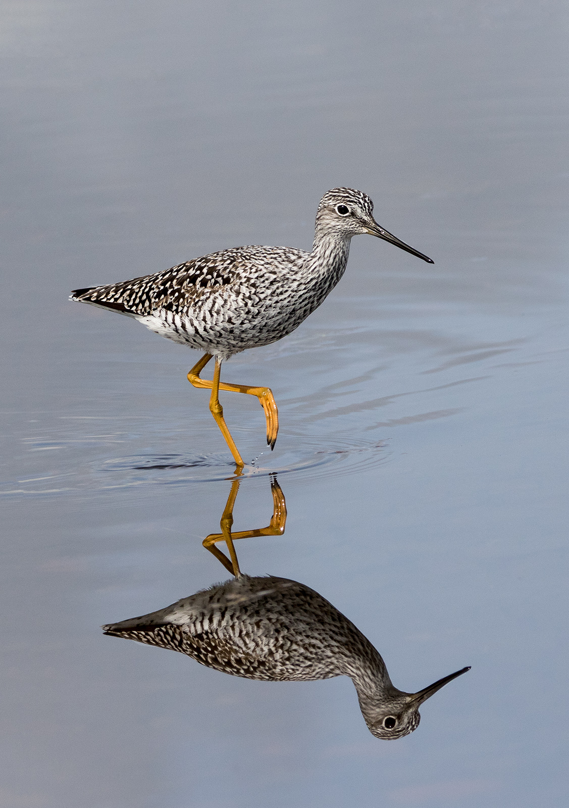 Greater Yellowlegs
