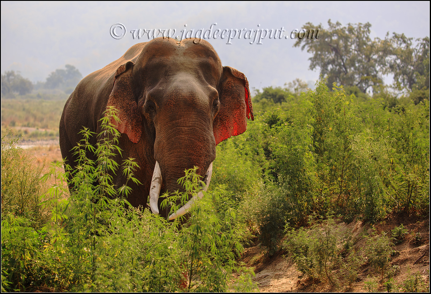 Red-ear Tusker