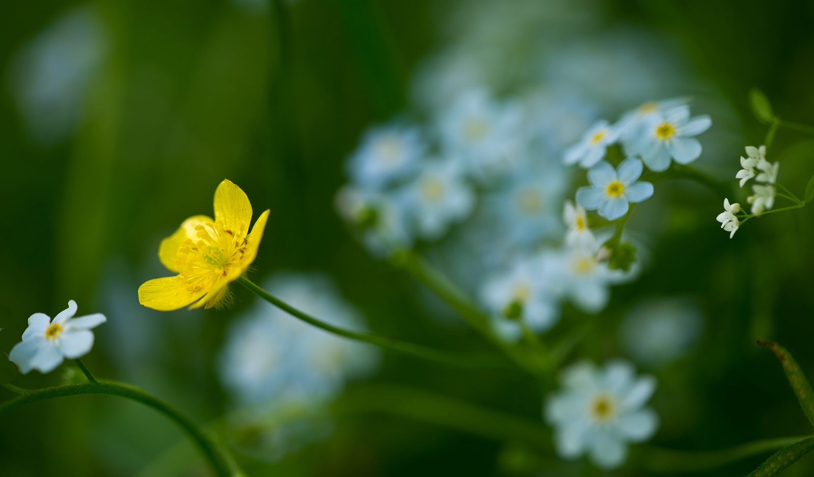 Magical Wildflowers