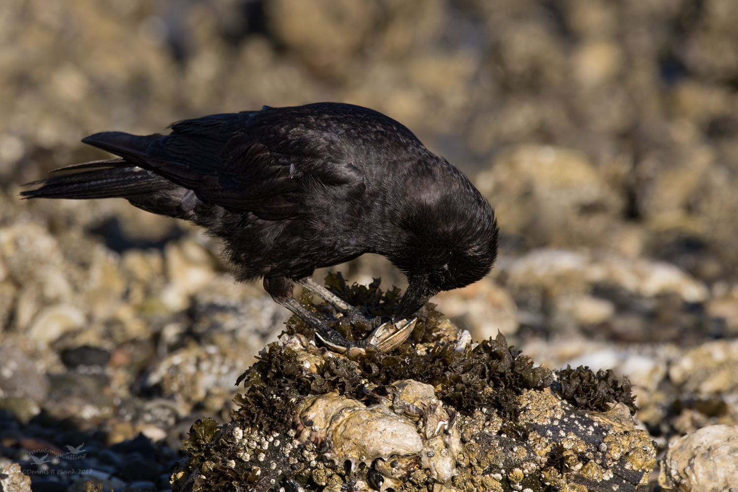 Northwestern Crow