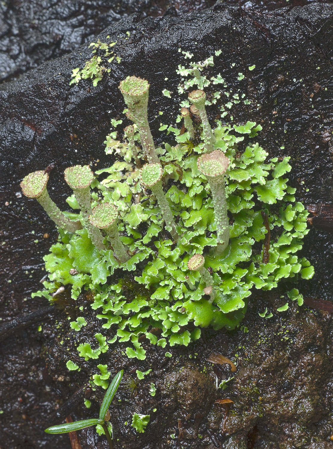 Liverworts