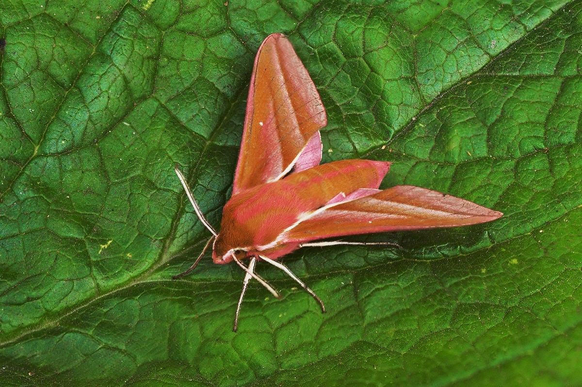  Elephant Hawk Moth+ repost