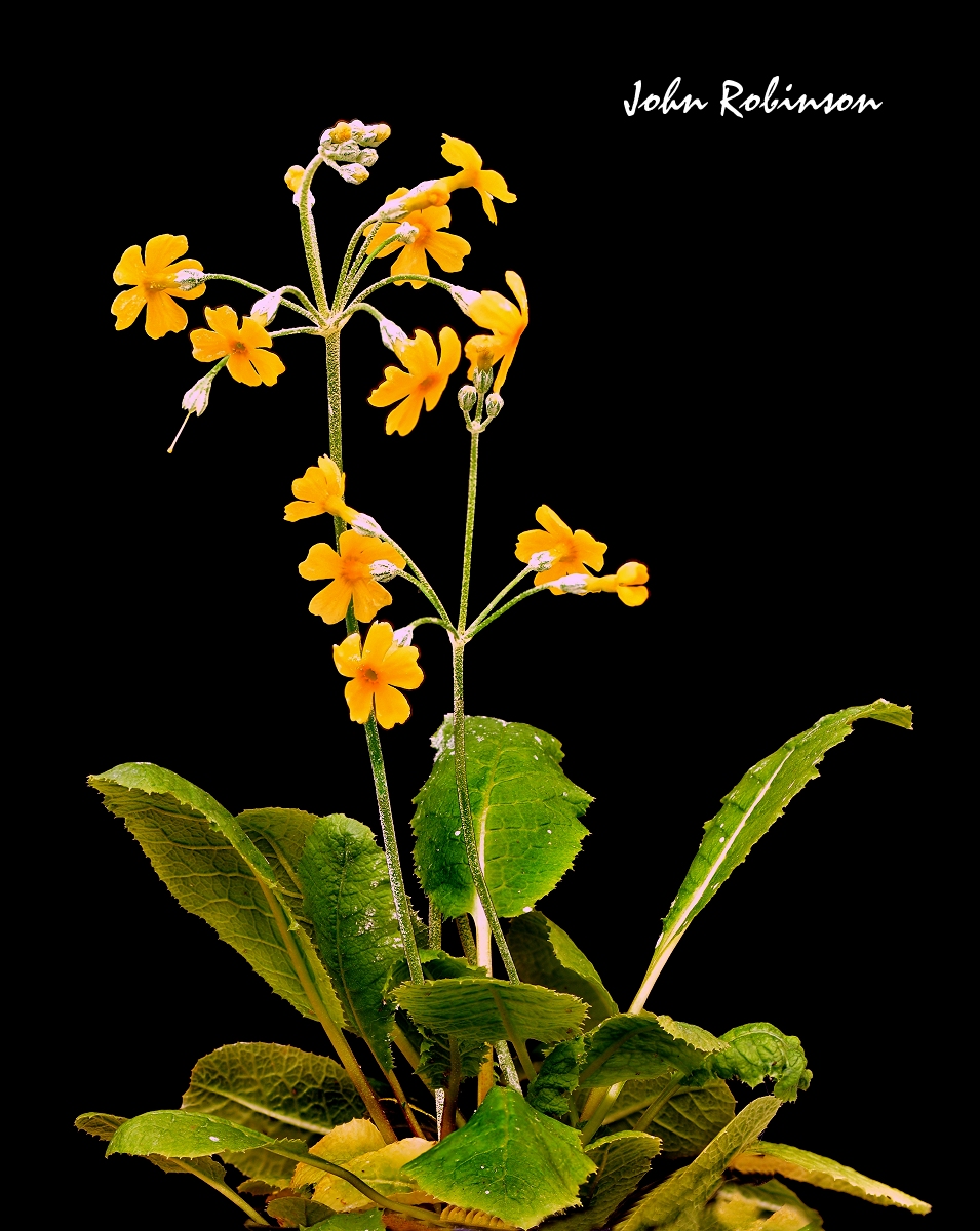 Primula cockburniana