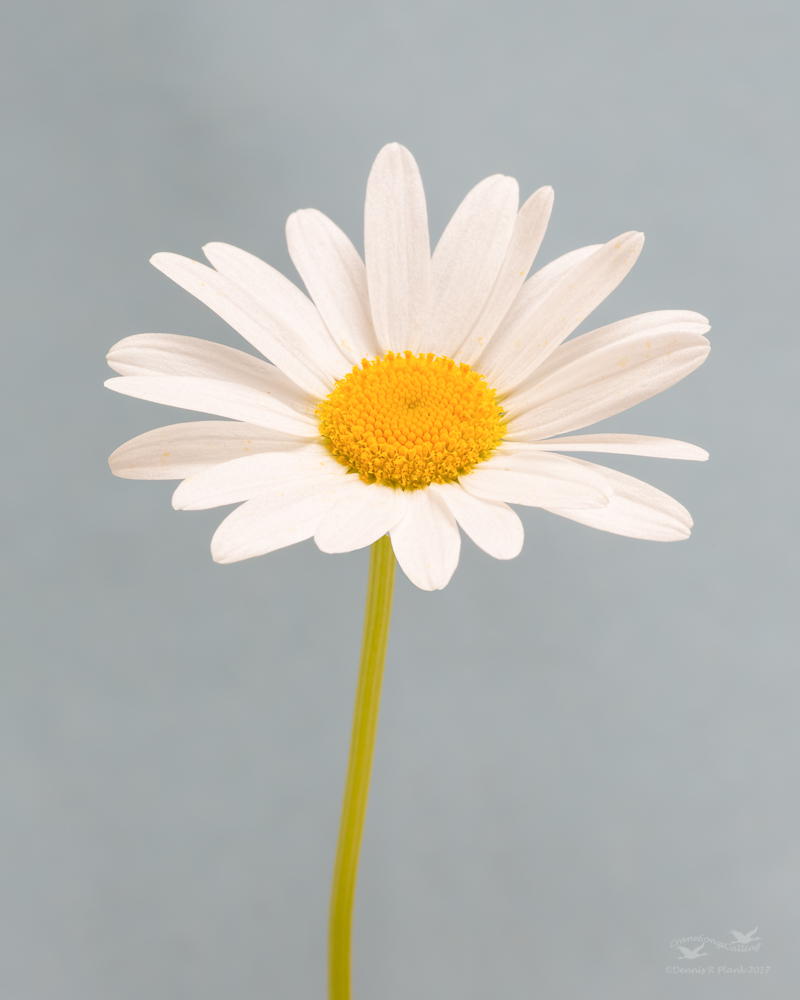 Oxeye Daisy II