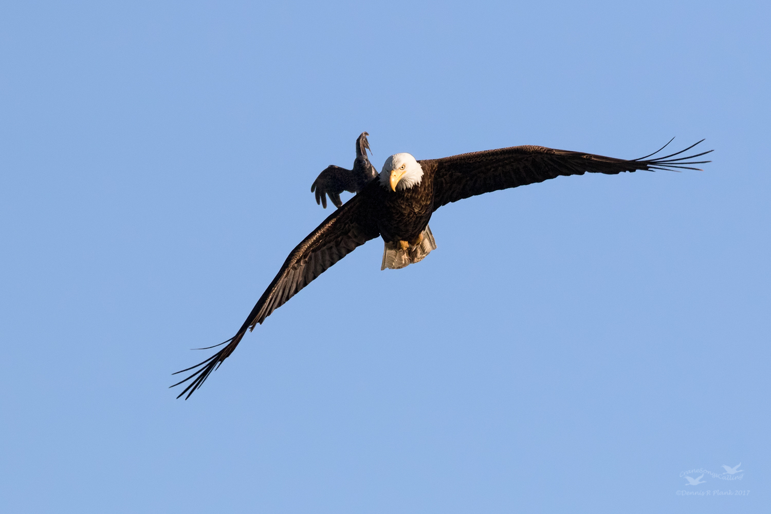 Crow Bait