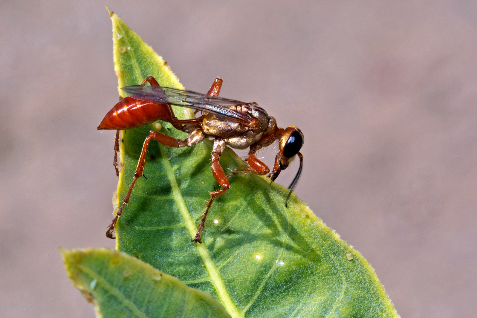 Golden Sphecid
