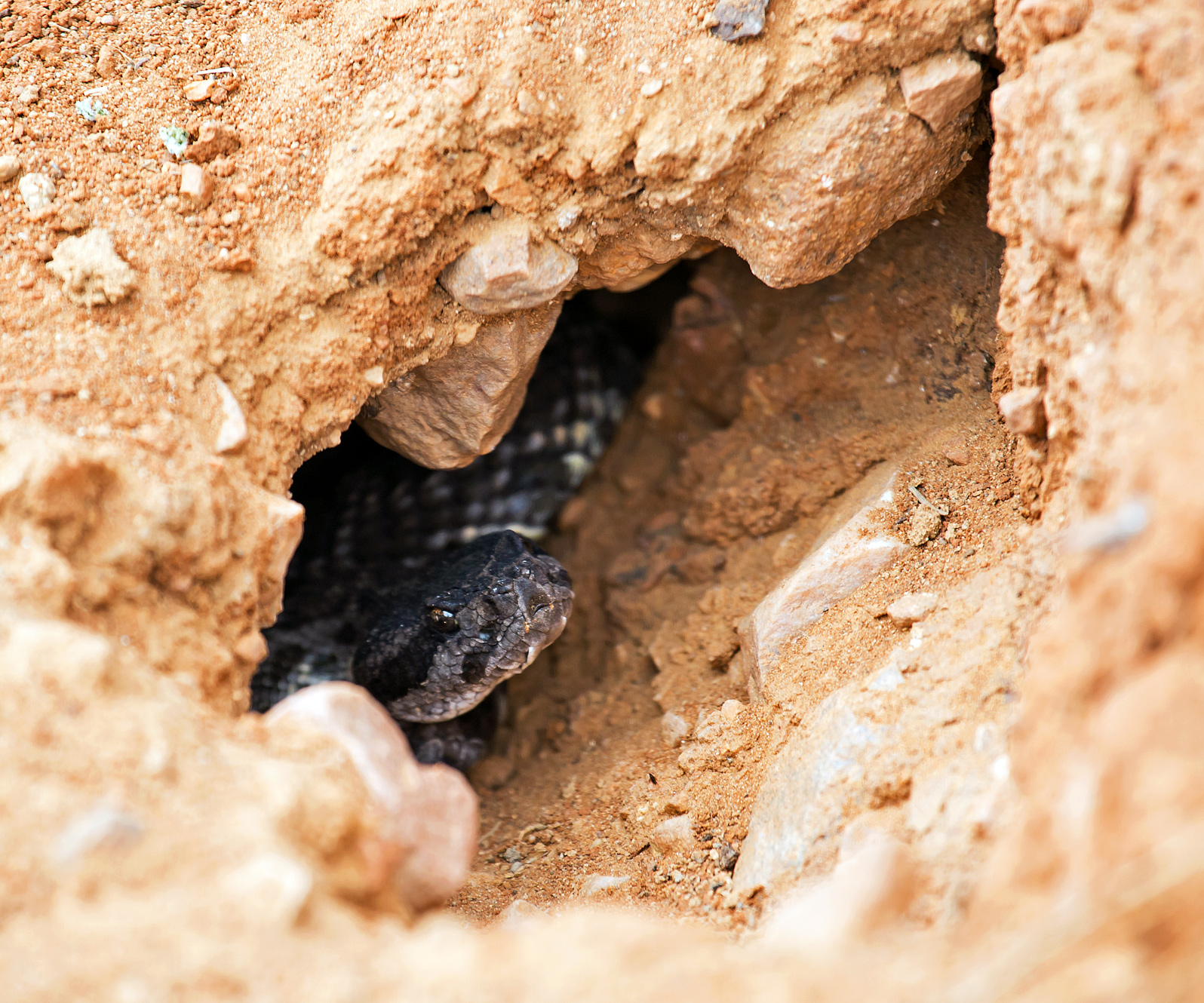 Snake Pit & Under Bush