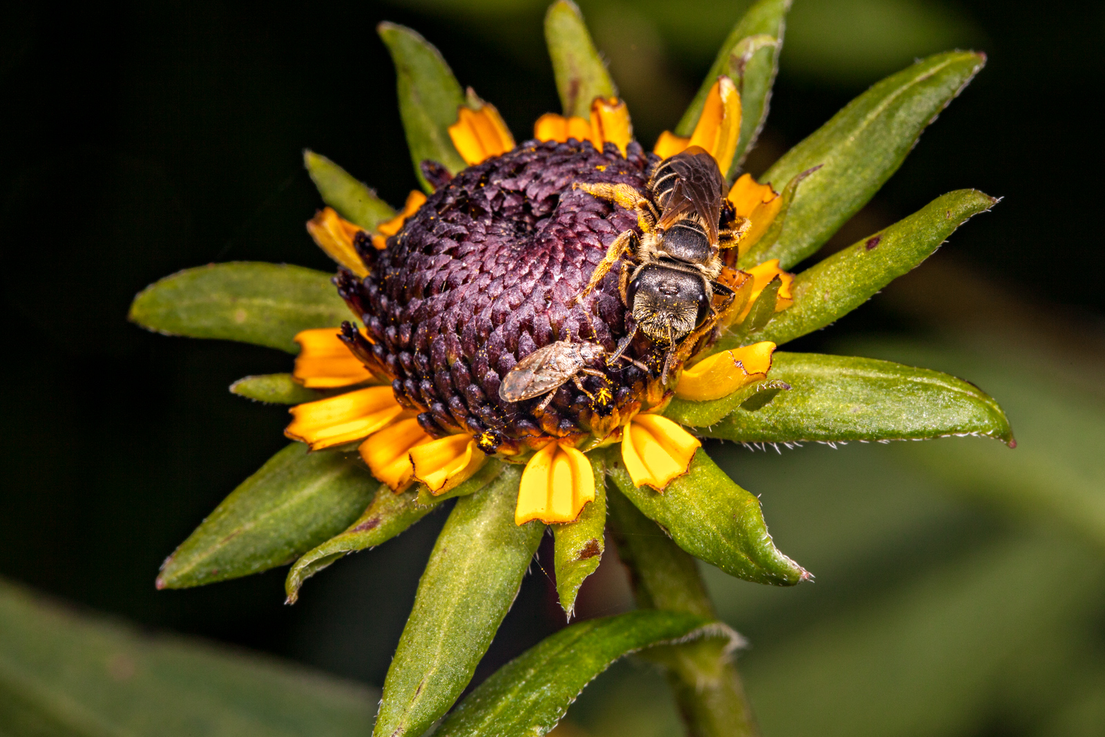 Sharing Pollen