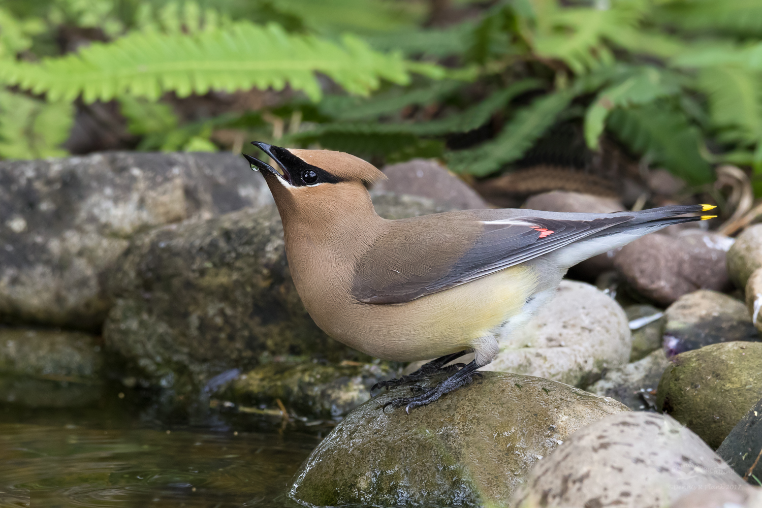 Cedar Waxwing