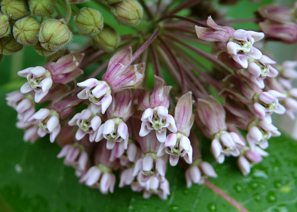 Milkweed Blossom & Buds