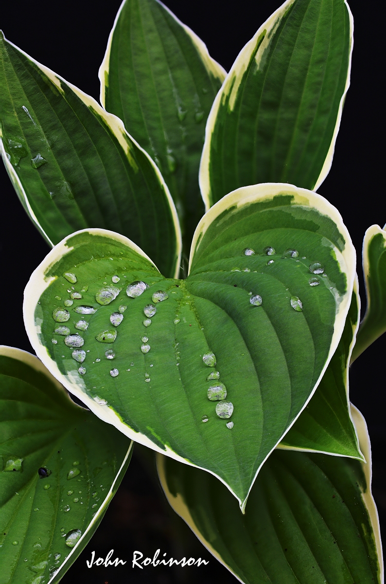 After the rain+repost