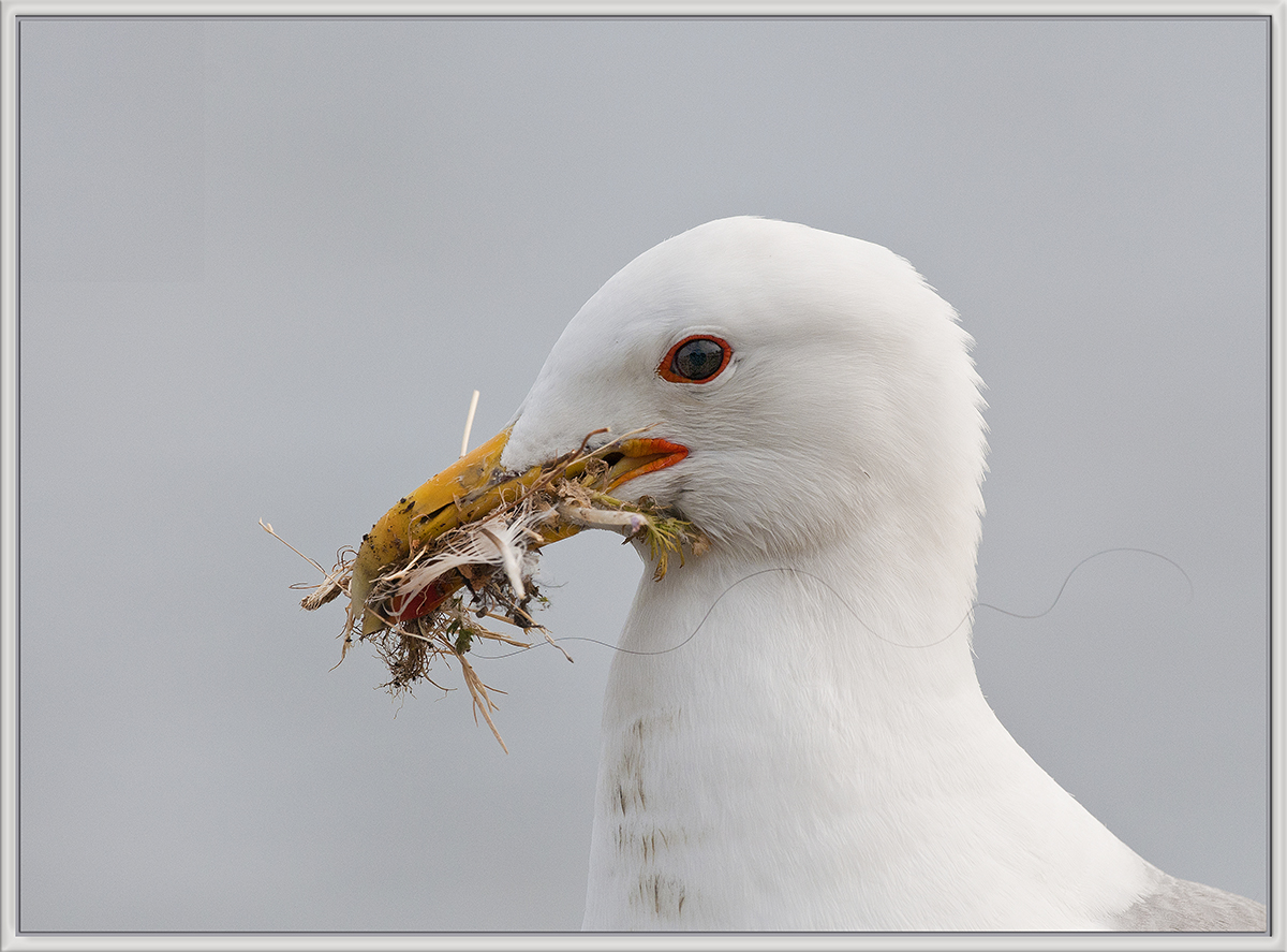 Feathering my Nest