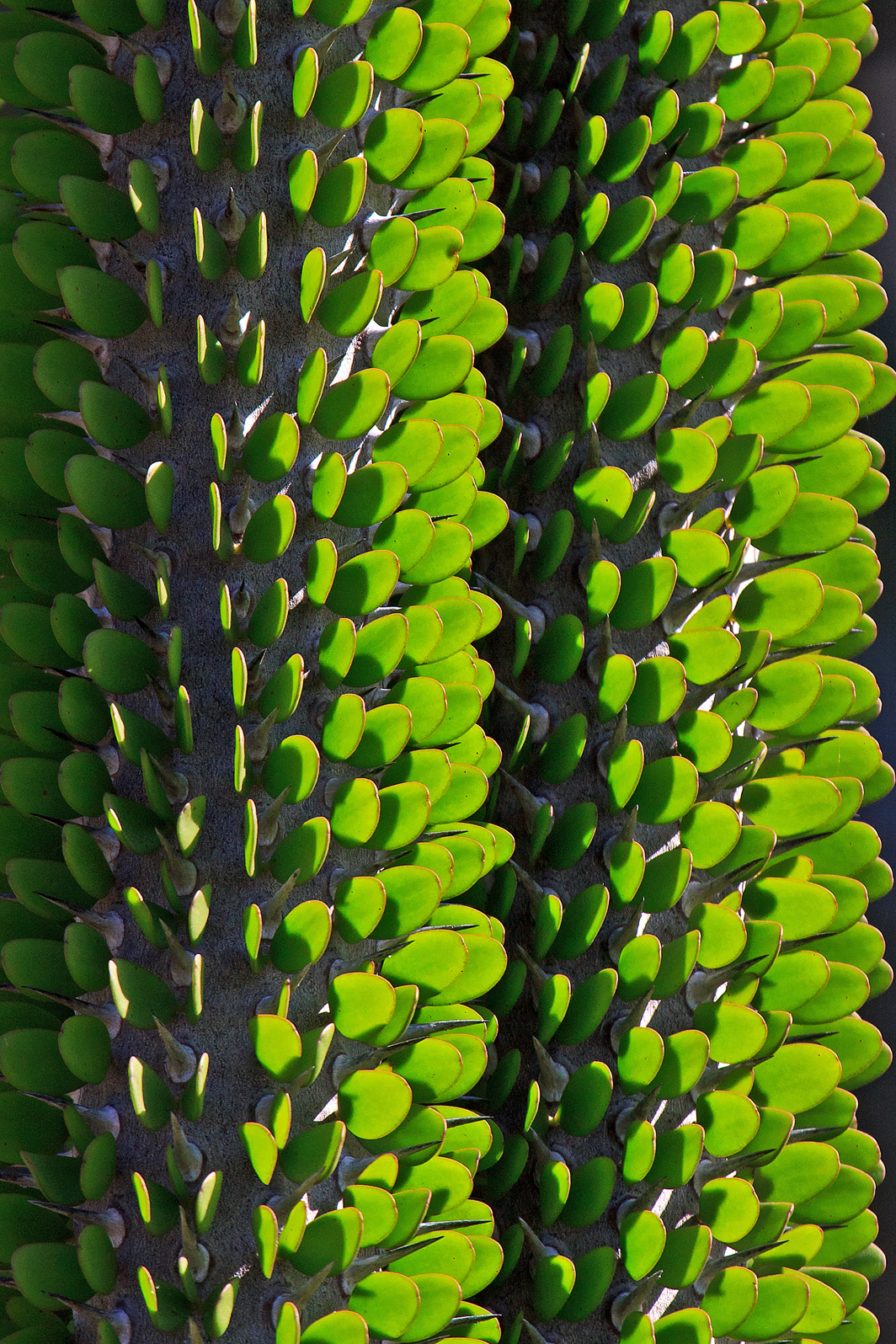 Ocotillo