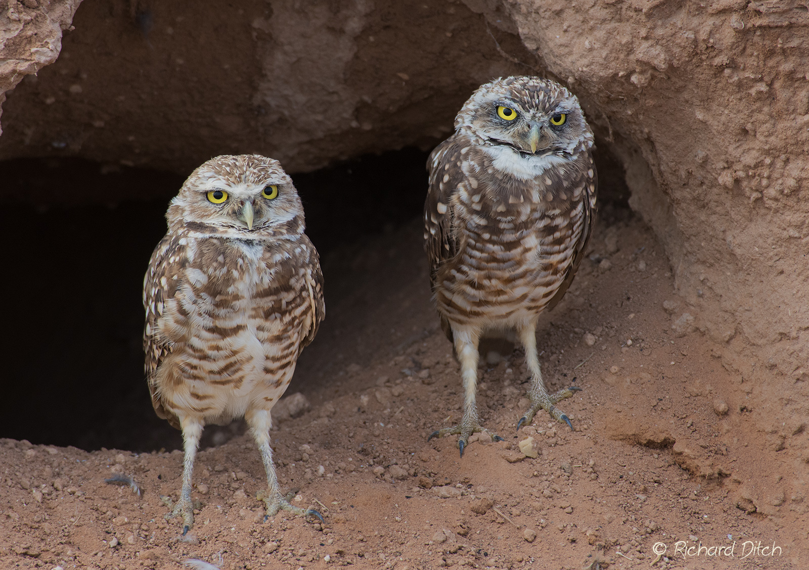 Burrowing Owls