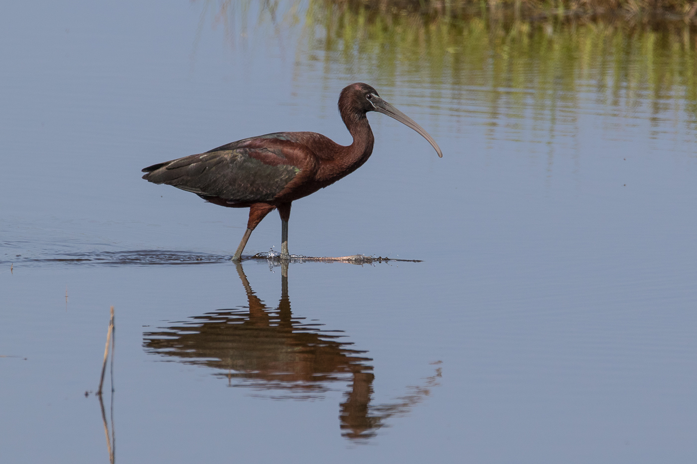 Ibis