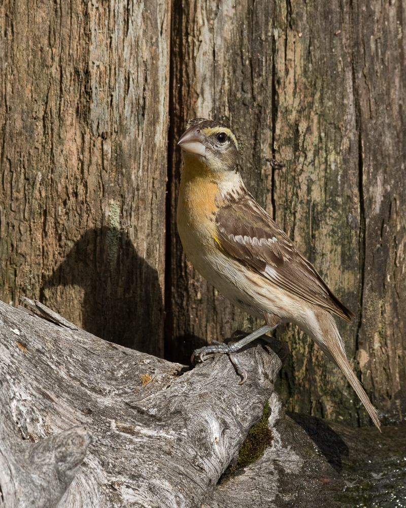 Female Grosbeak