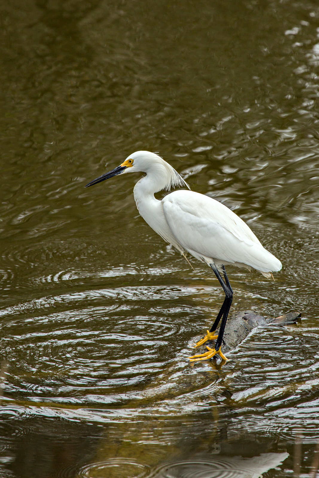 Snowy Egret