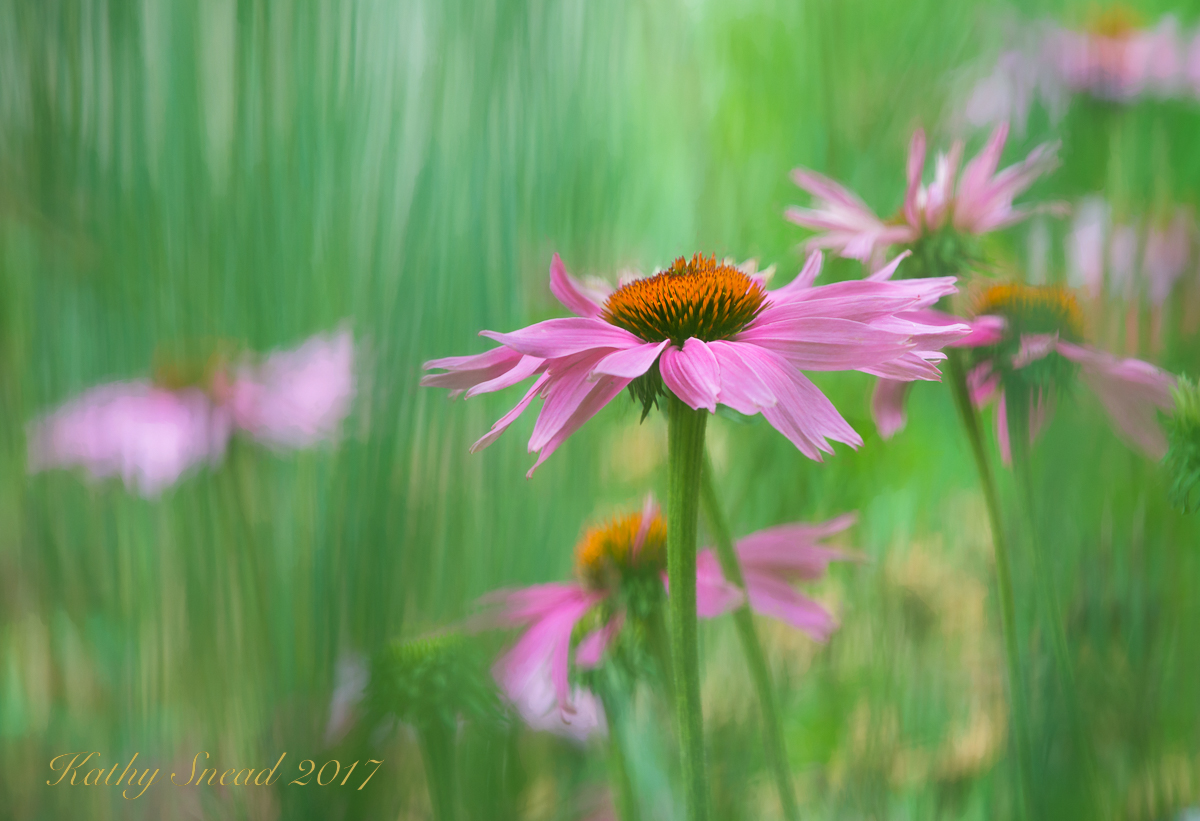Coneflower Garden