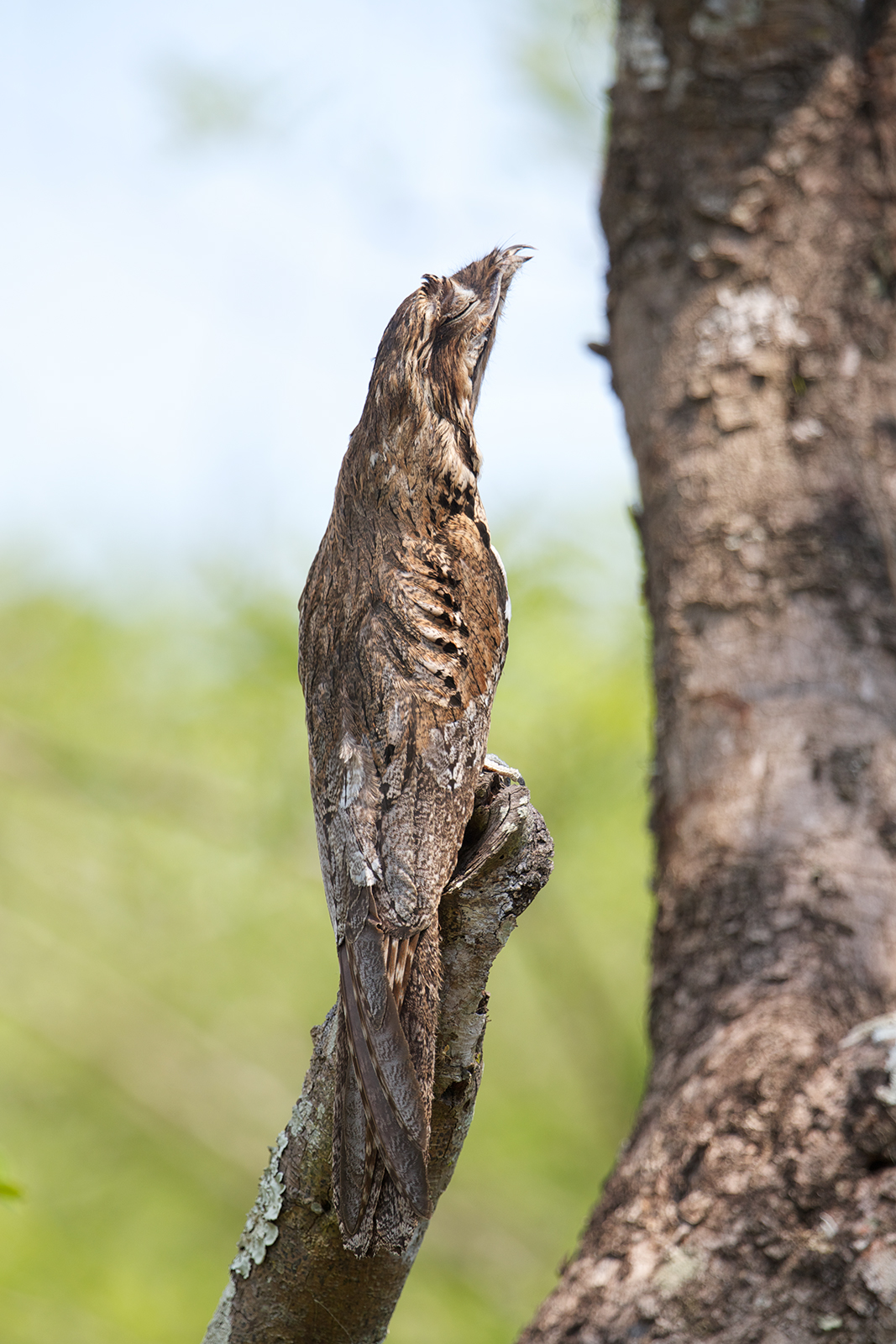 Common Potoo