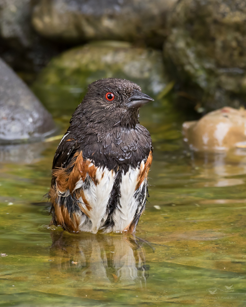 Damp Towhee & RP