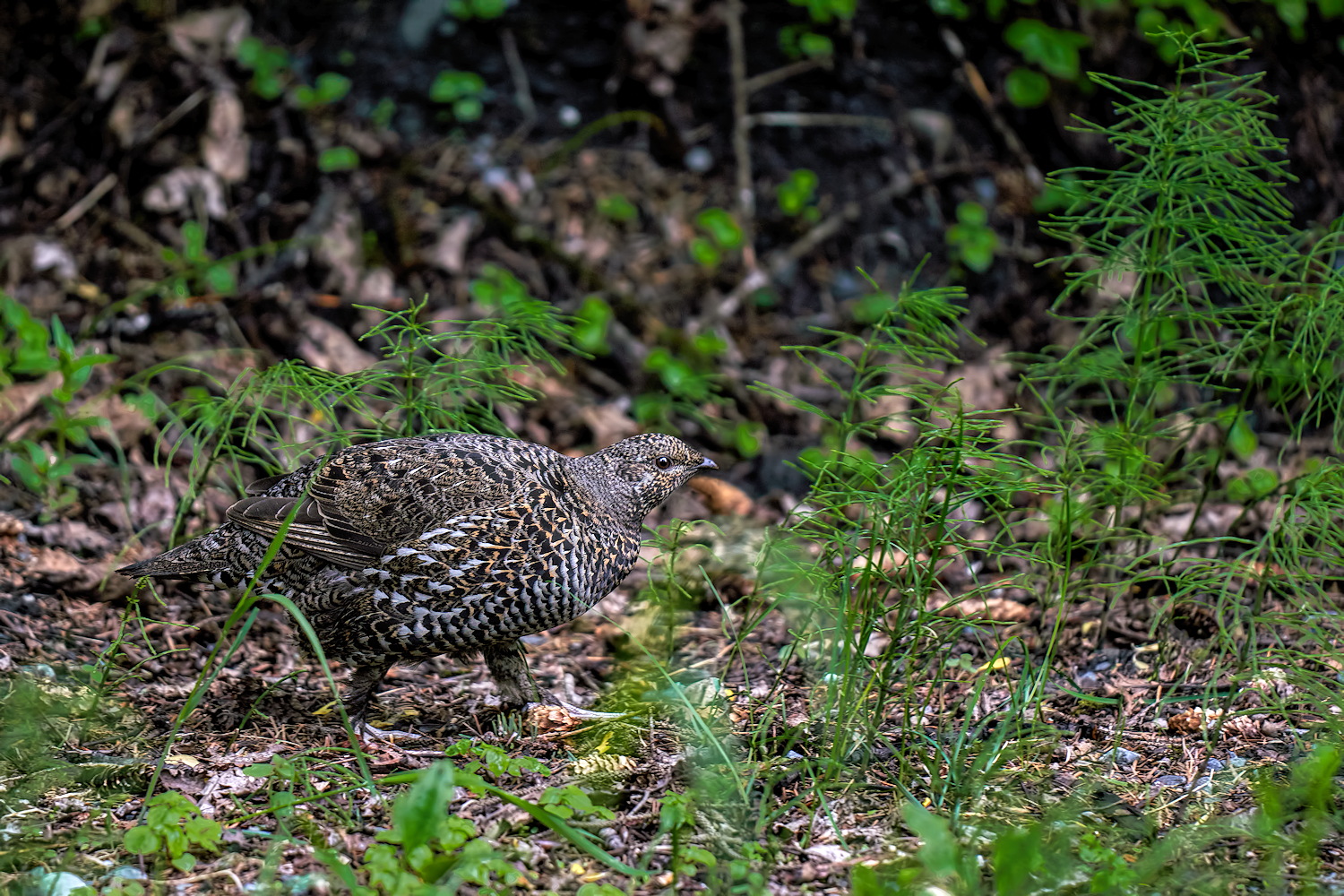 Spruce Grouse Visit