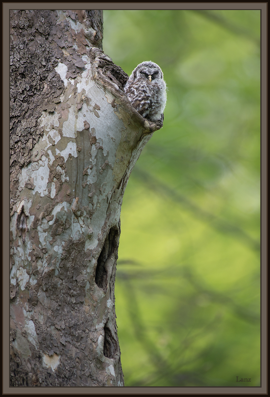 Blending In